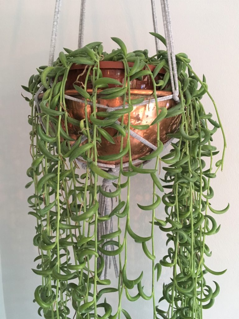 Plant hanger