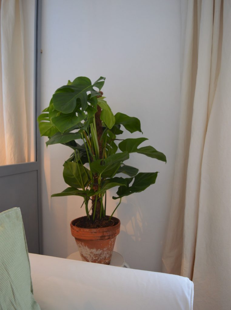 Scandi hygge monstera plant verrière decor