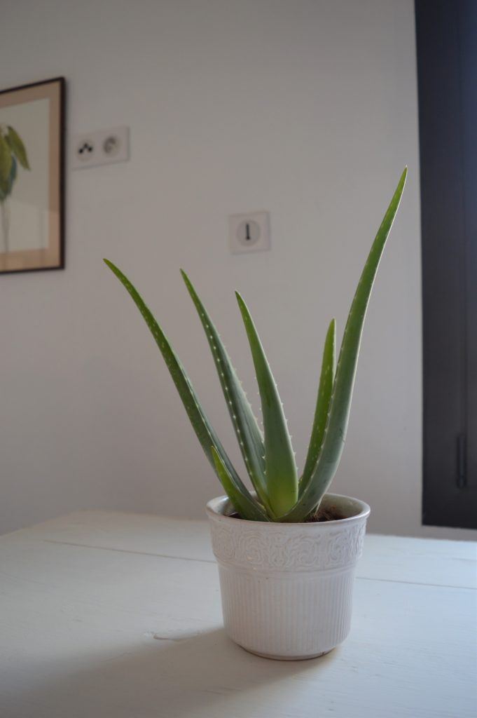 Aloe detail