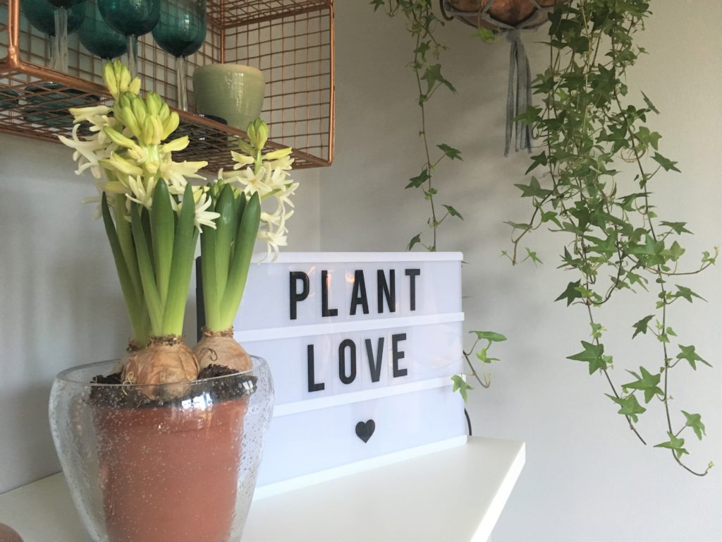 Plant hanger how to